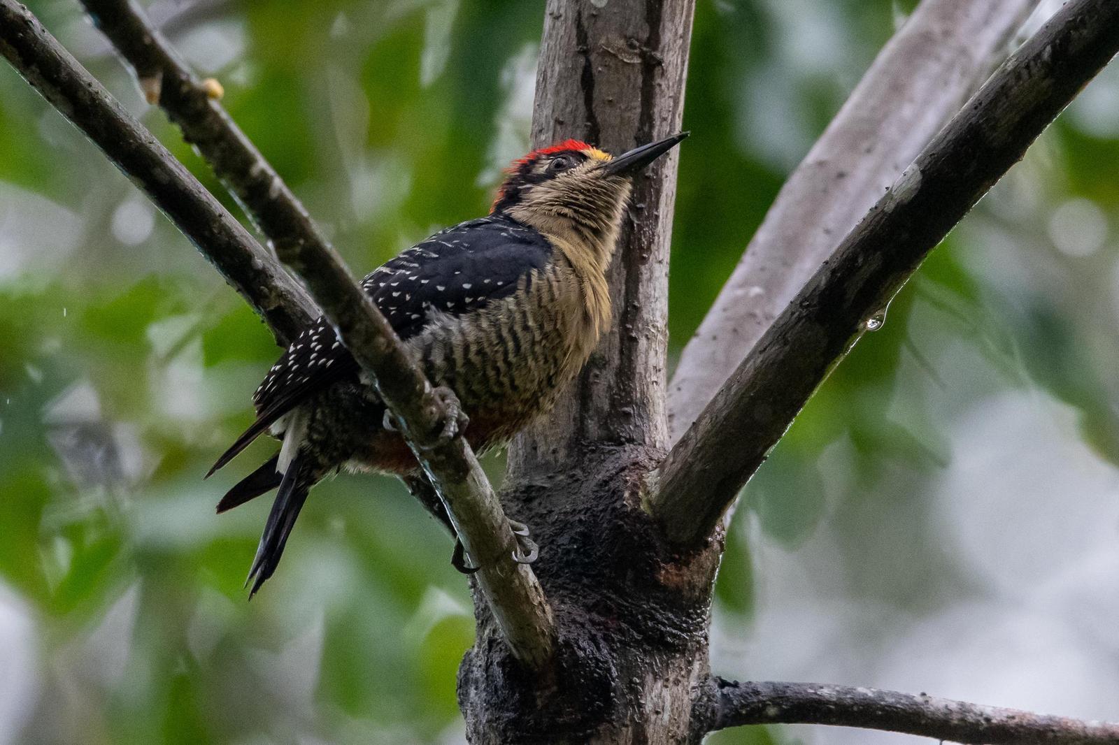 Black-cheeked Woodpecker Photo by Gerald Hoekstra