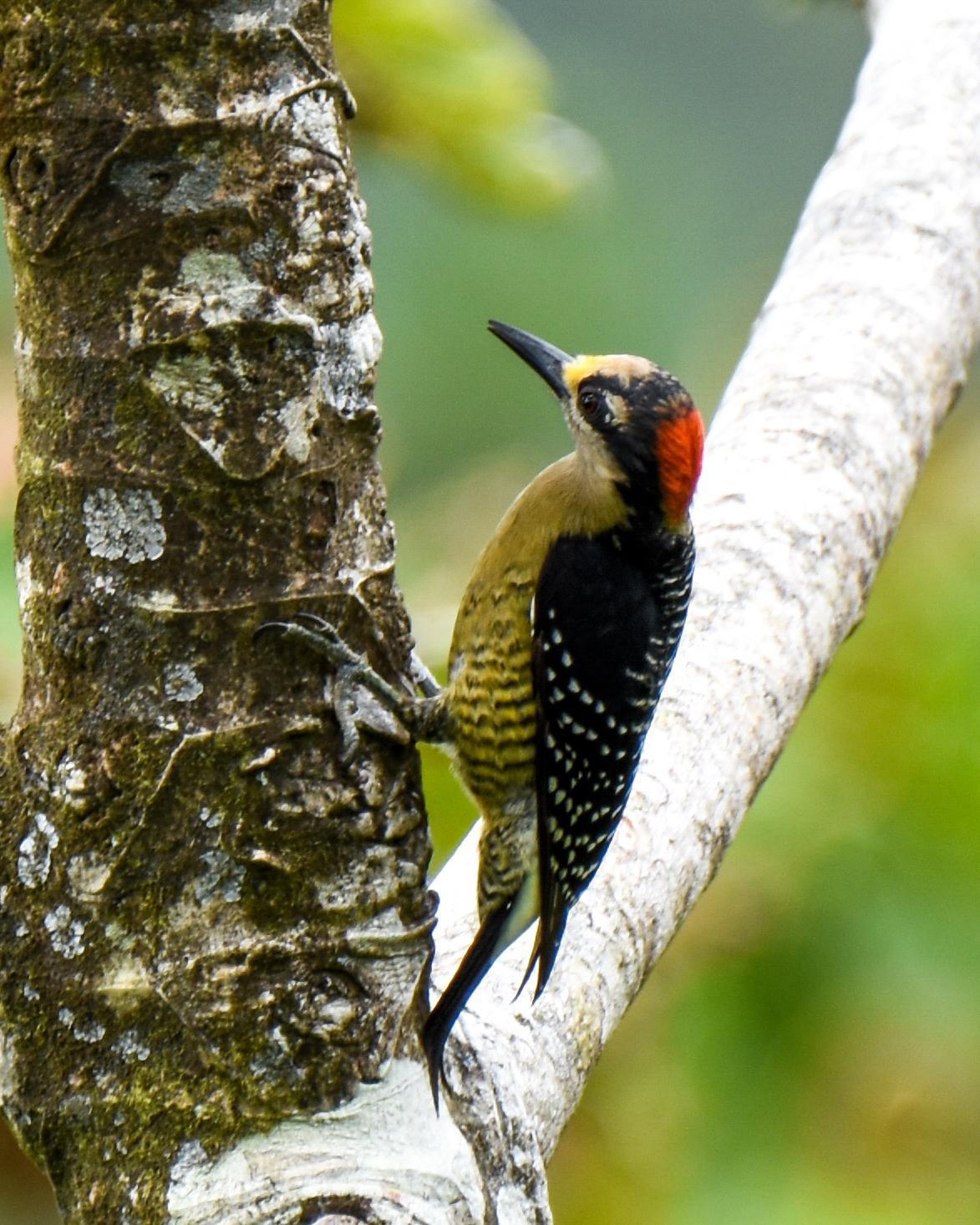 Black-cheeked Woodpecker Photo by Cherylyn Murphy