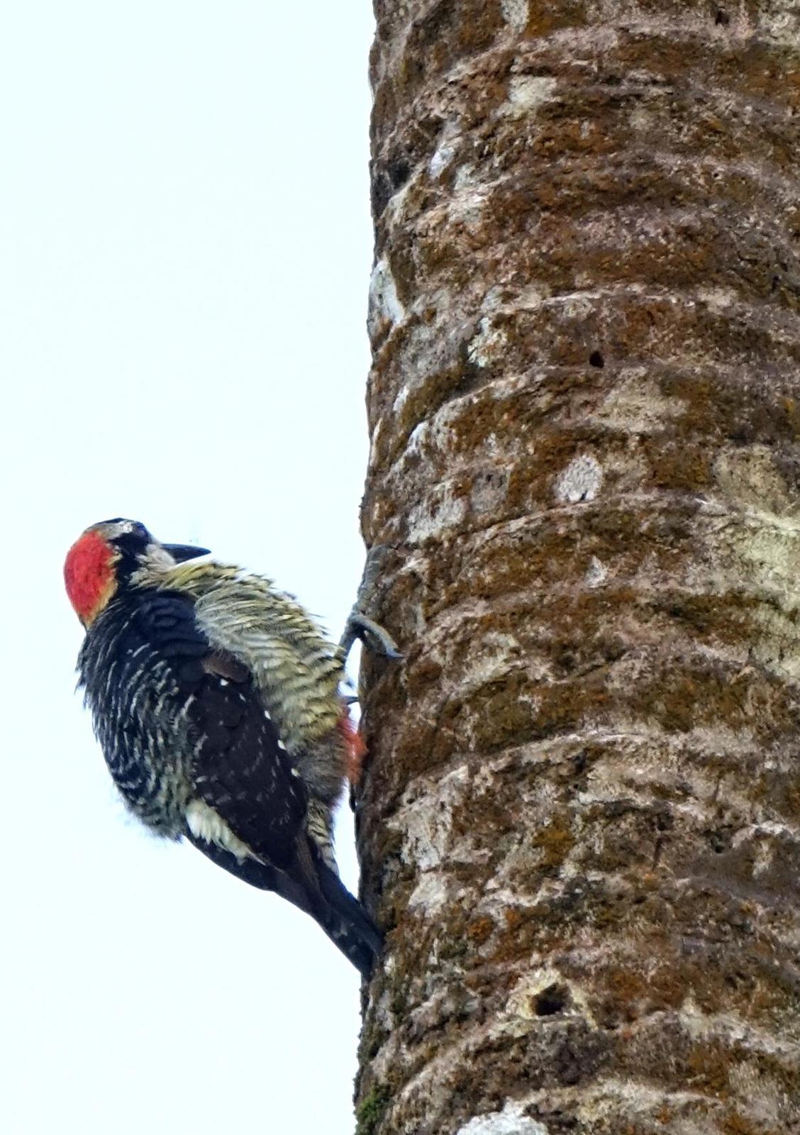 Black-cheeked Woodpecker Photo by Doug Swartz