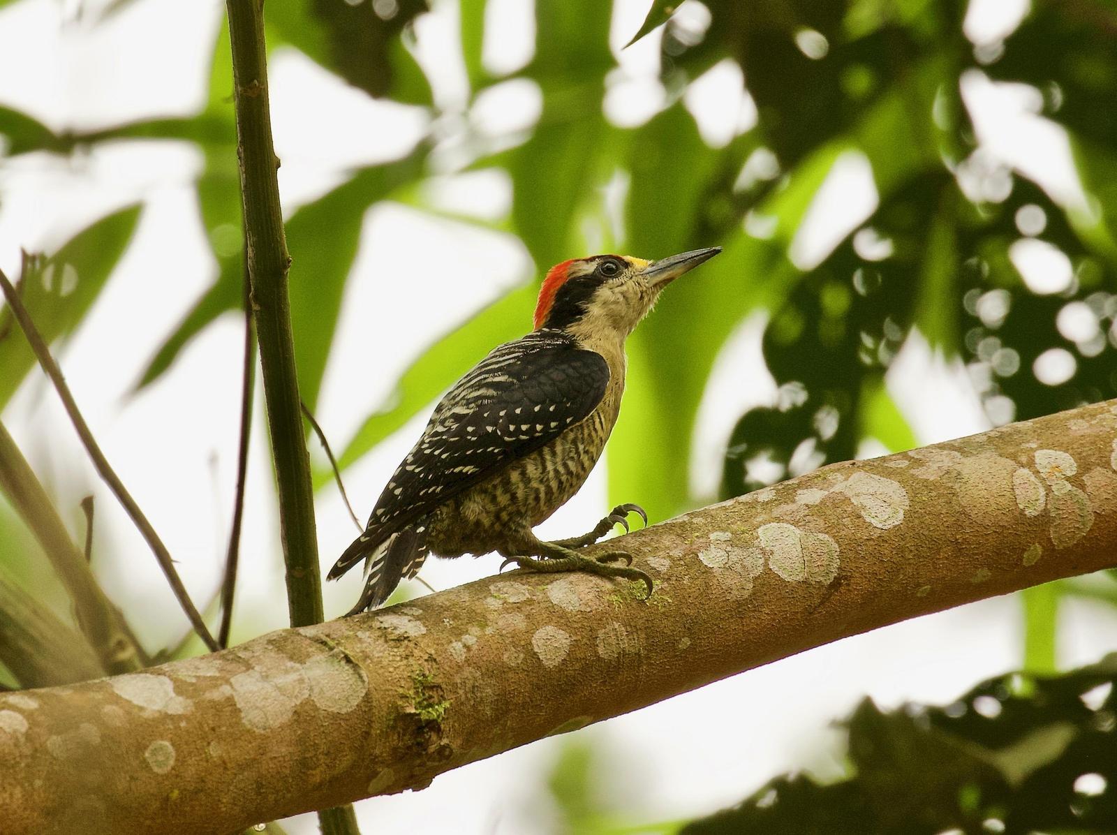Black-cheeked Woodpecker Photo by  