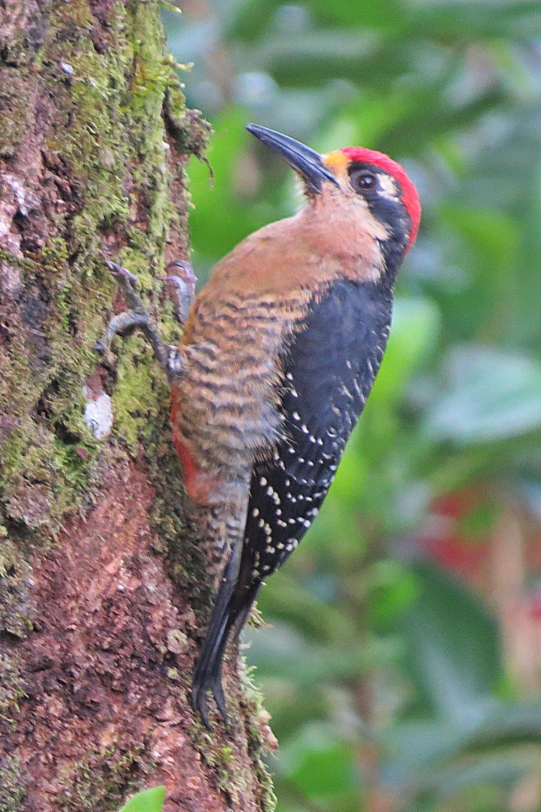 Black-cheeked Woodpecker Photo by Enid Bachman
