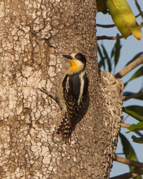 White-fronted Woodpecker Photo by Kevin Berkoff
