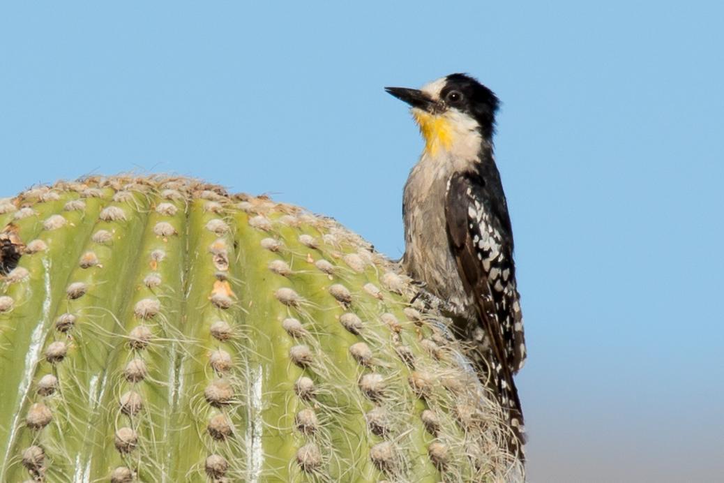 White-fronted Woodpecker Photo by David Harlow