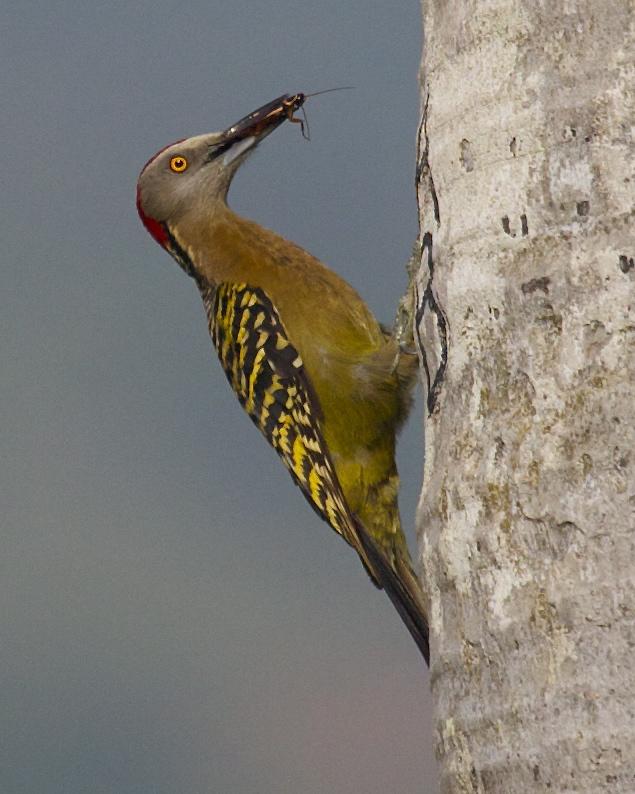 Hispaniolan Woodpecker Photo by Mitch Walters