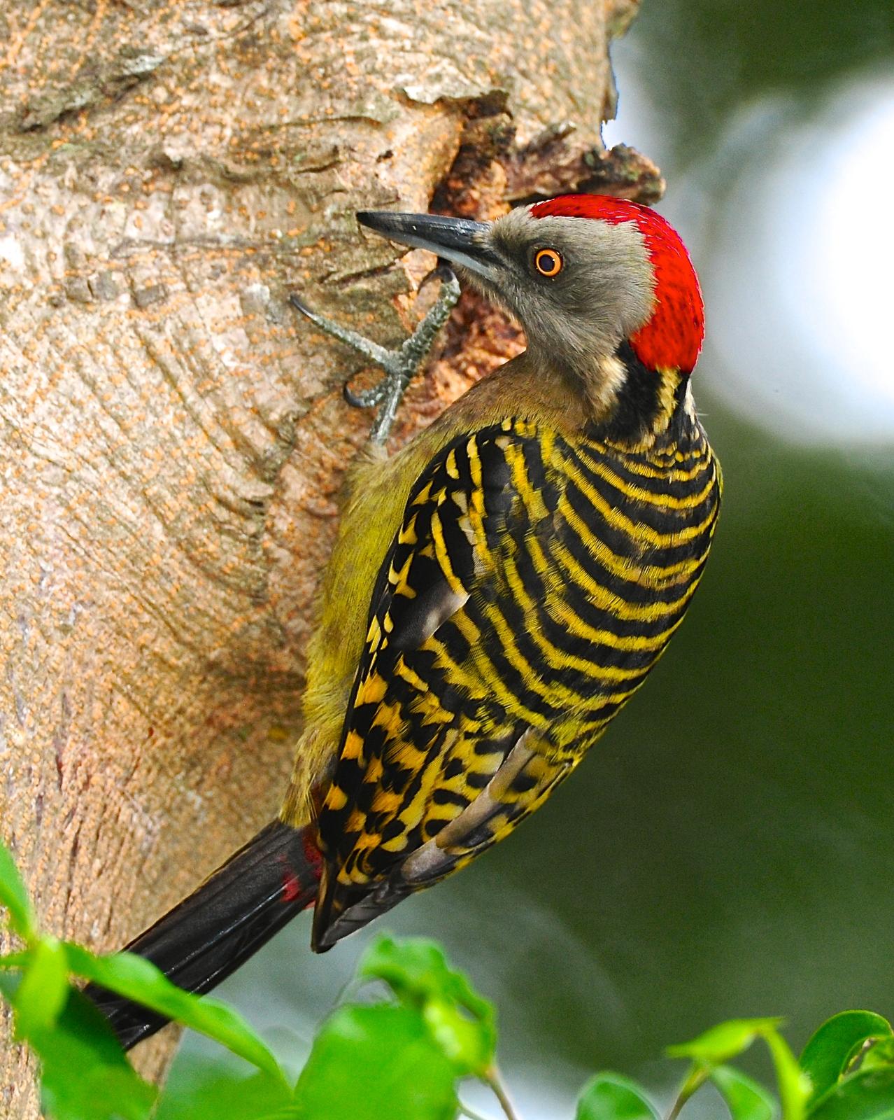 Hispaniolan Woodpecker Photo by Gerald Friesen