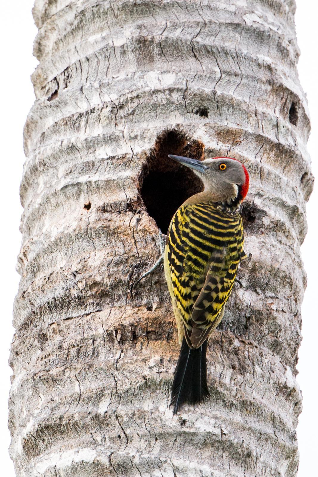 Hispaniolan Woodpecker Photo by Rhys Marsh