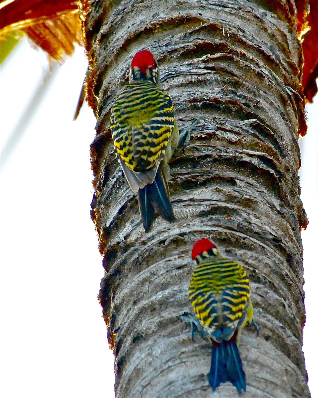 Hispaniolan Woodpecker Photo by Gerald Friesen