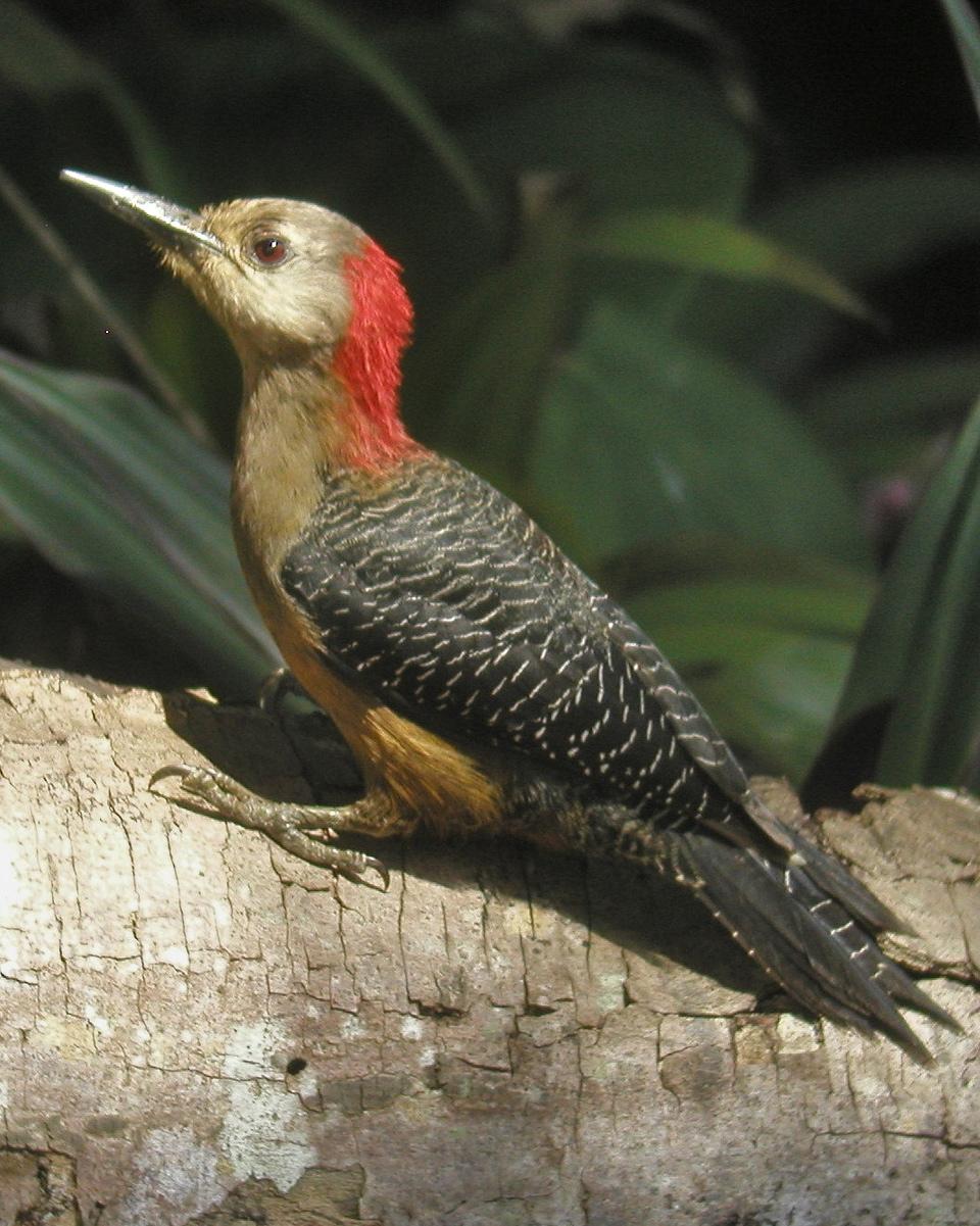 Jamaican Woodpecker Photo by Richard C. Hoyer