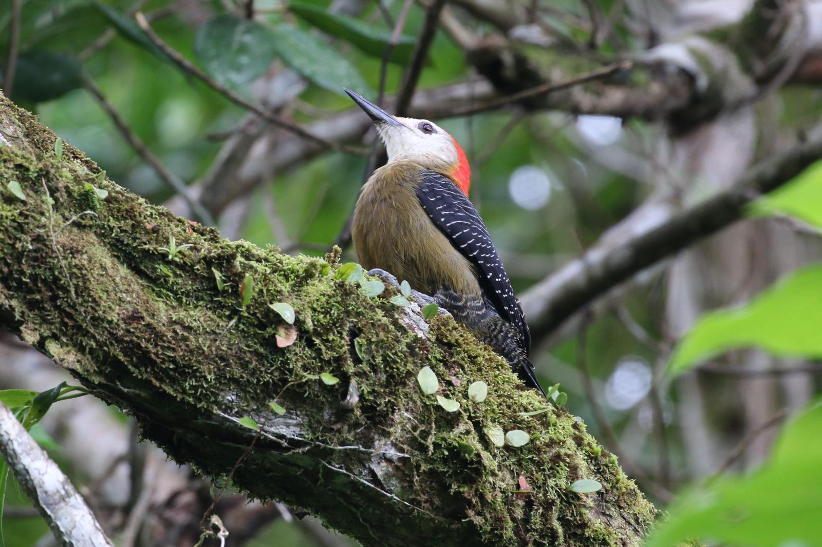 Jamaican Woodpecker Photo by Richard Jeffers