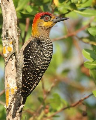 Golden-cheeked Woodpecker Photo by Rene Valdes