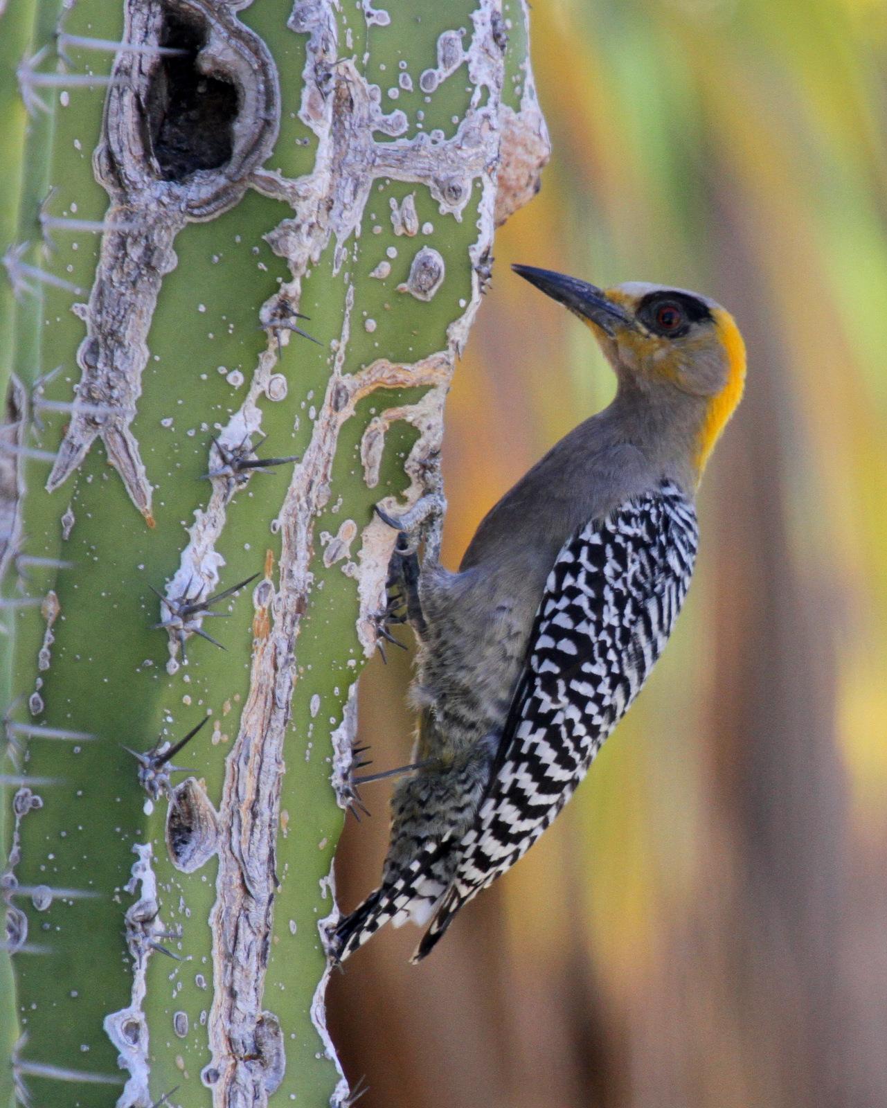 Golden-cheeked Woodpecker Photo by Matthew Grube
