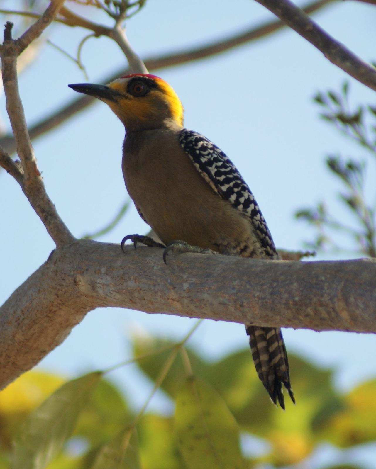 Golden-cheeked Woodpecker Photo by Robin Oxley