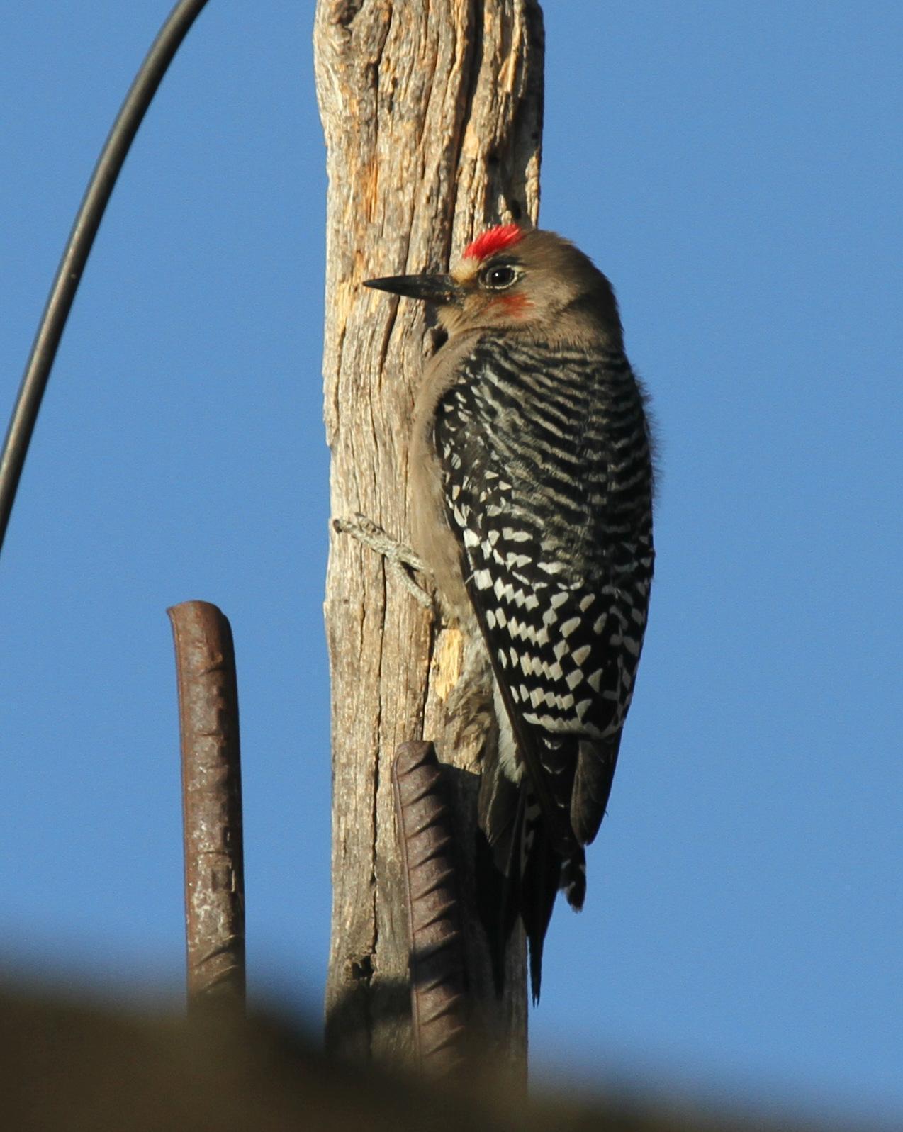 Gray-breasted Woodpecker Photo by Matthew Grube