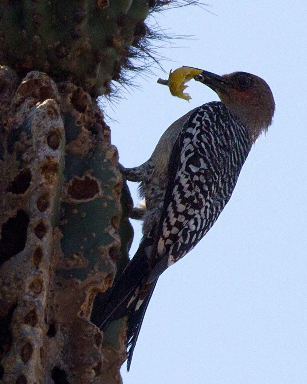 Gray-breasted Woodpecker Photo by Cal Walters