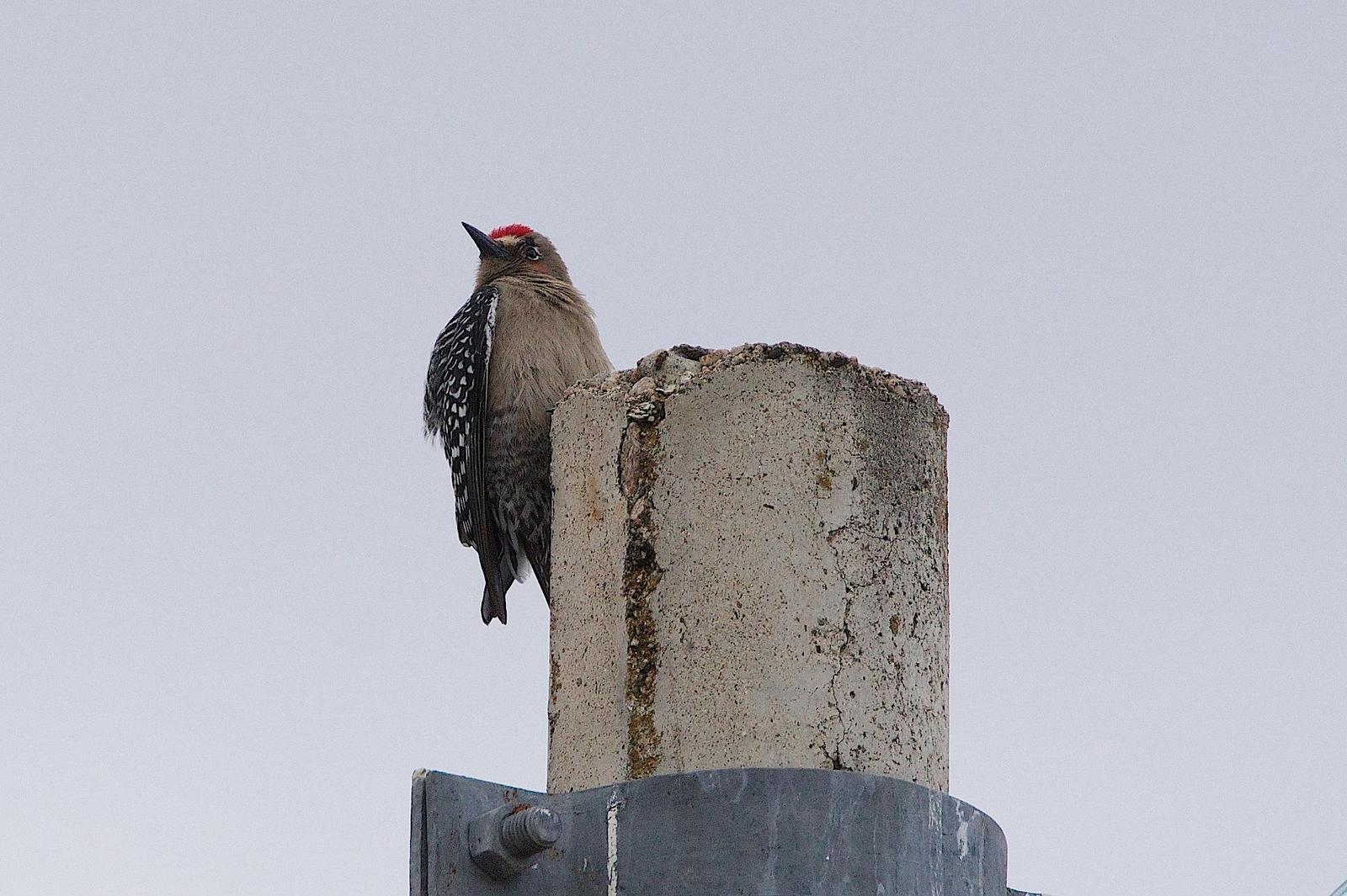 Gray-breasted Woodpecker Photo by Gerald Hoekstra