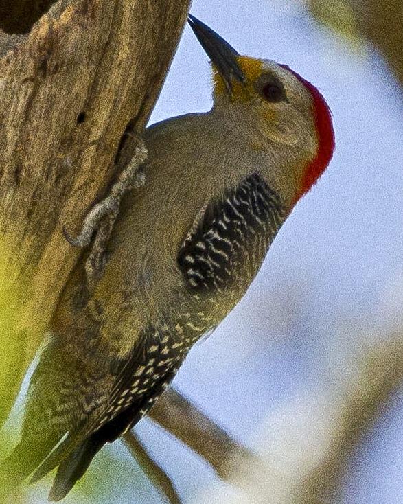 Yucatan Woodpecker Photo by John Oates