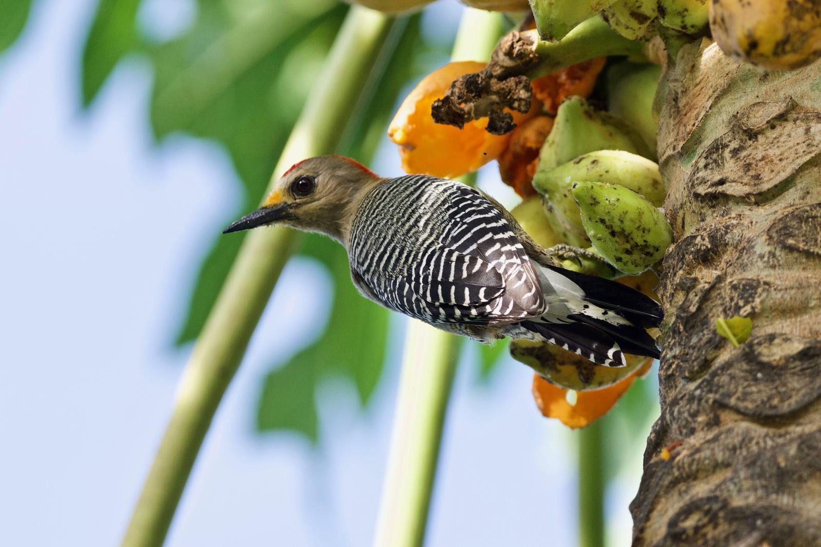 Yucatan Woodpecker Photo by Ian Jarvie