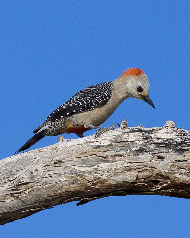 Yucatan Woodpecker Photo by Ryan Shaw
