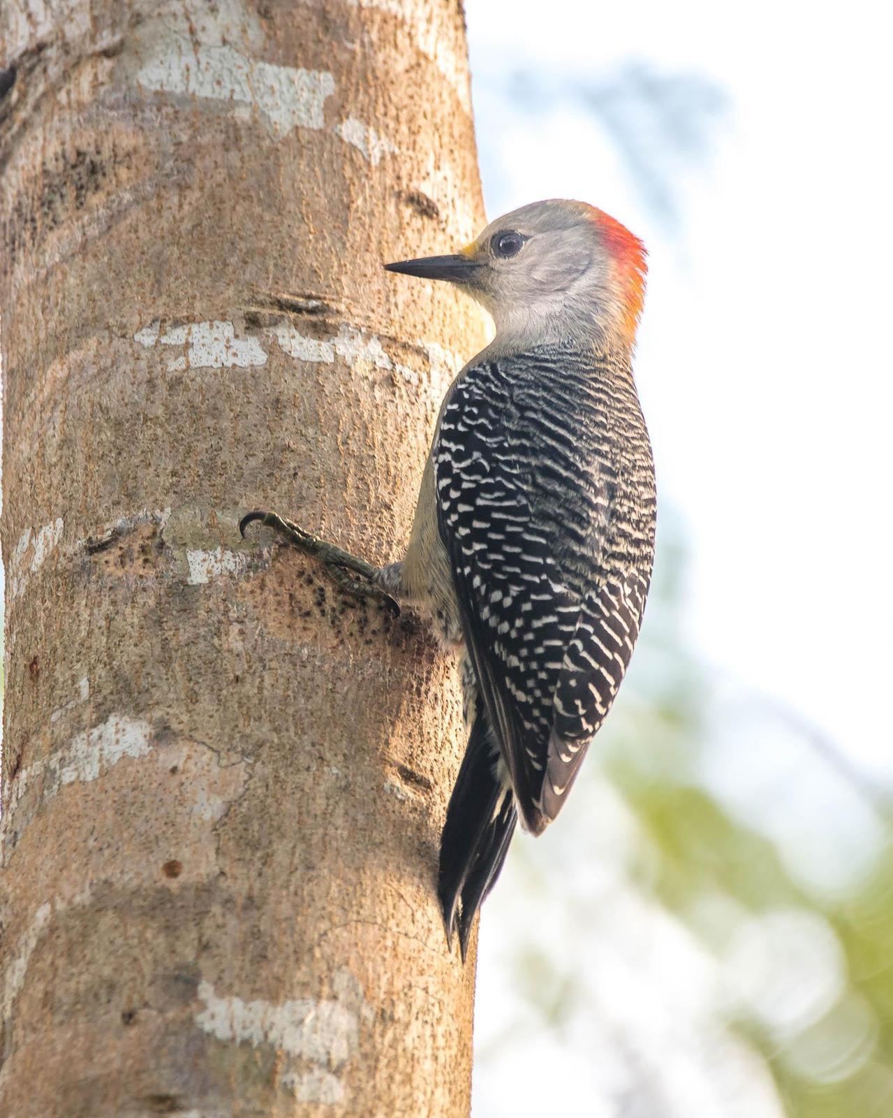 Yucatan Woodpecker Photo by Denis Rivard