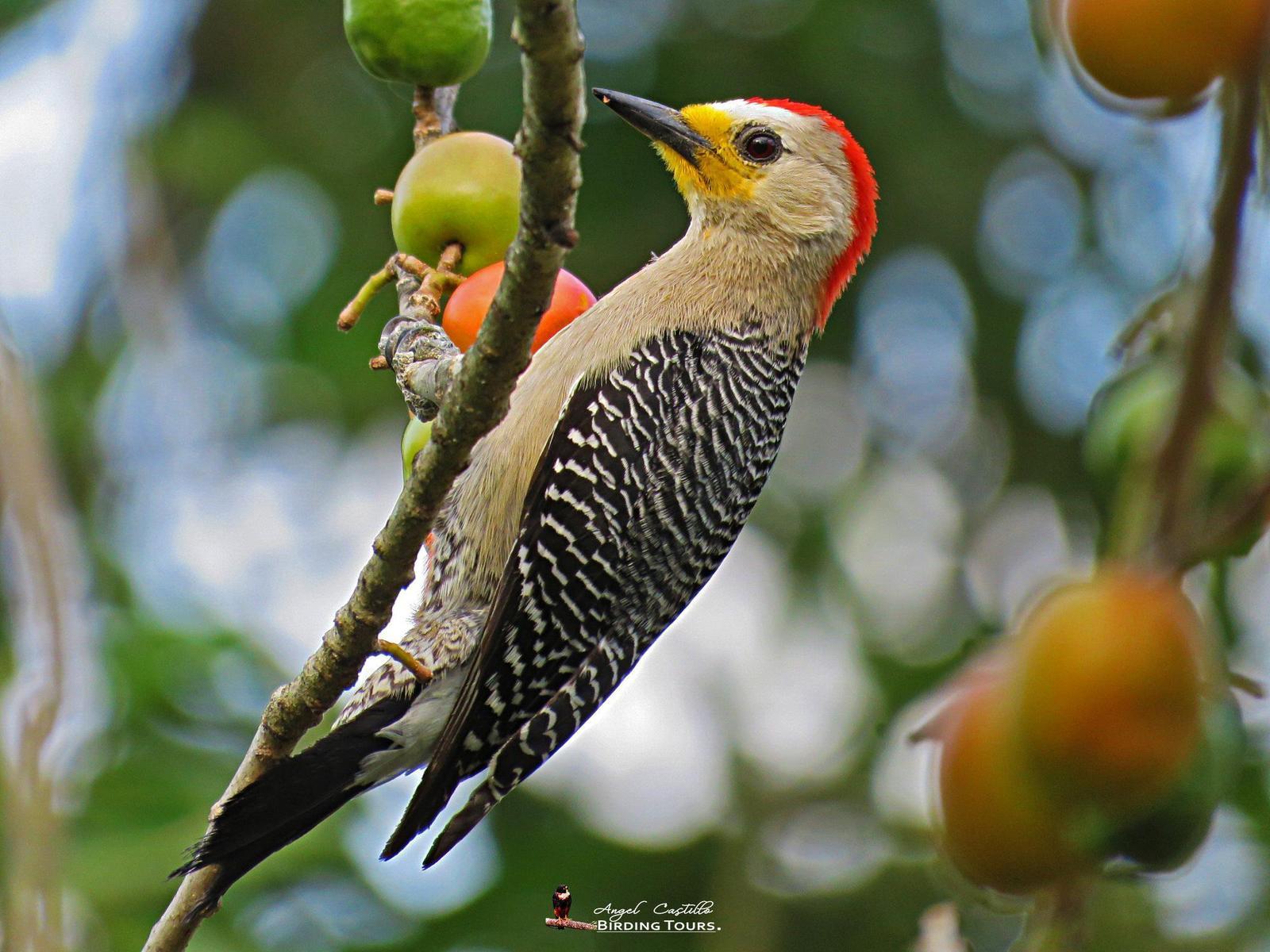 Yucatan Woodpecker Photo by Castillo Cime