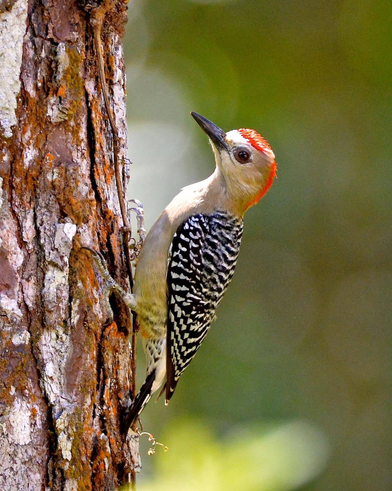 Red-crowned Woodpecker Photo by Gerald Friesen