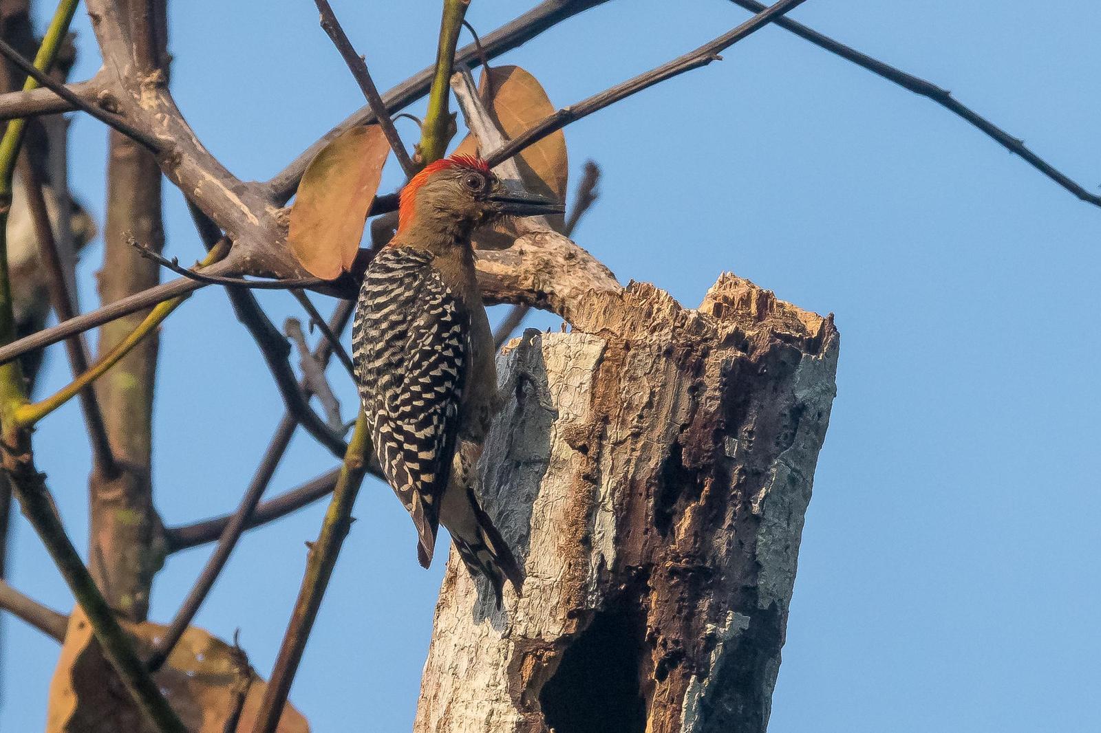 Red-crowned Woodpecker Photo by Gerald Hoekstra