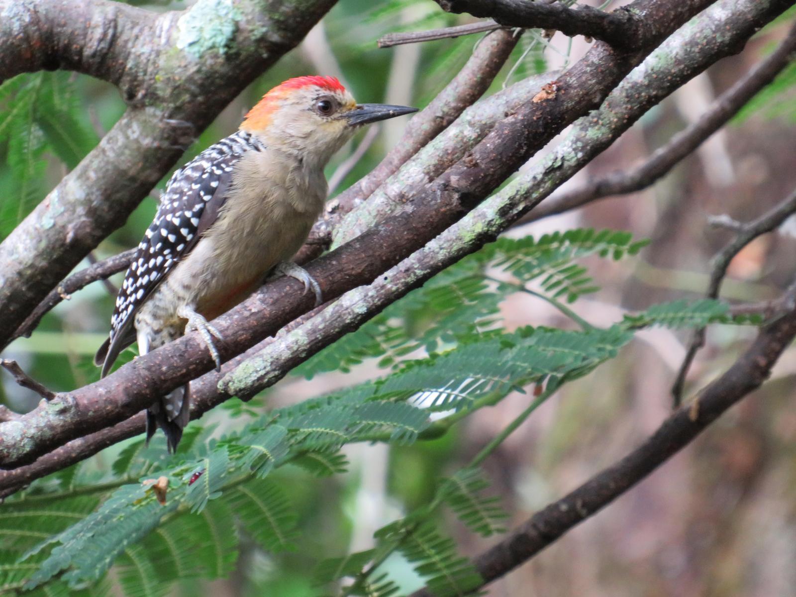 Red-crowned Woodpecker Photo by Jeff Harding