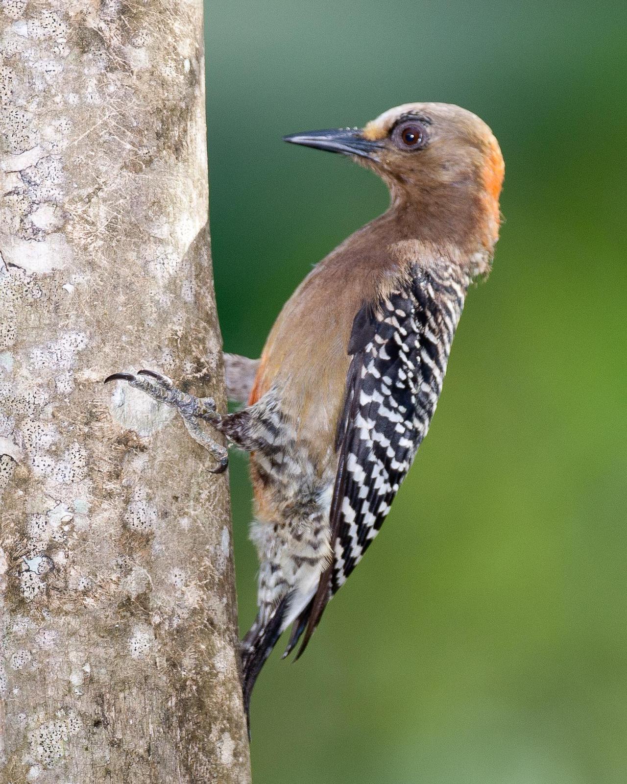 Red-crowned Woodpecker Photo by Robert Lewis