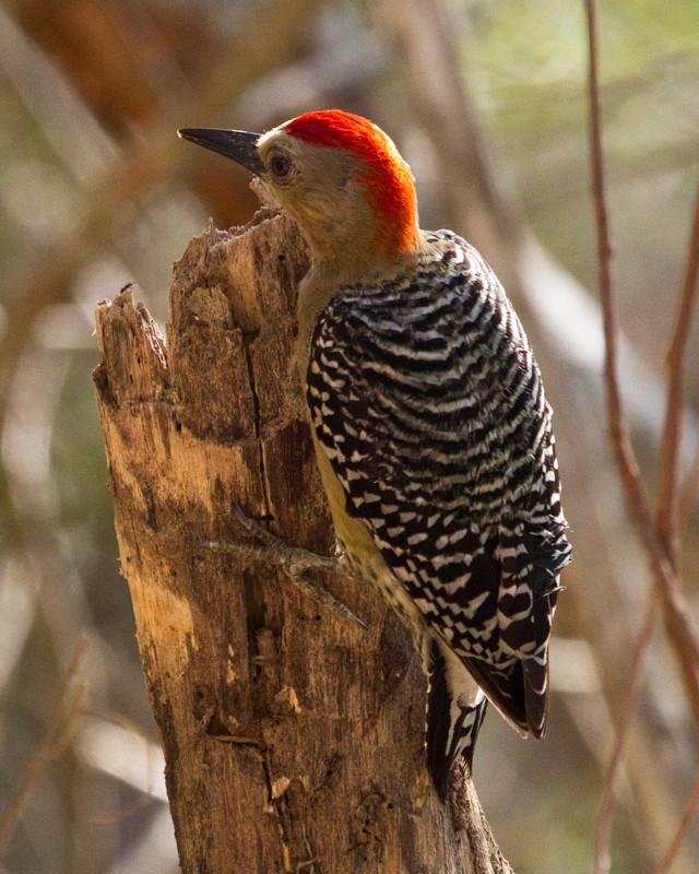 Red-crowned Woodpecker Photo by Natalie Raeber