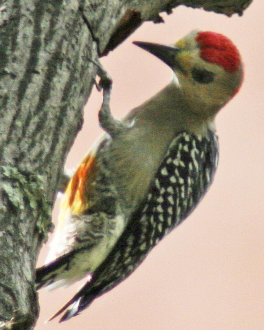 Red-crowned Woodpecker Photo by Mokie Visser