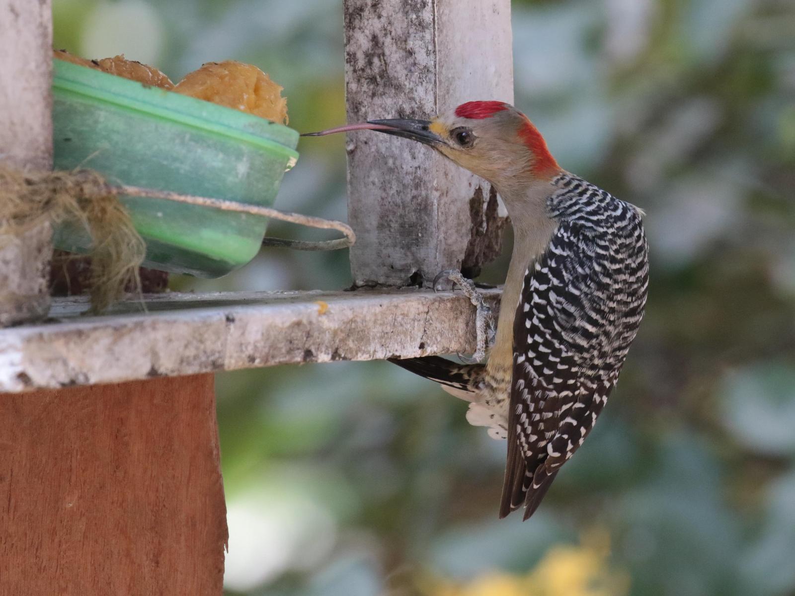 Red-crowned Woodpecker Photo by Karin Kirchhoff