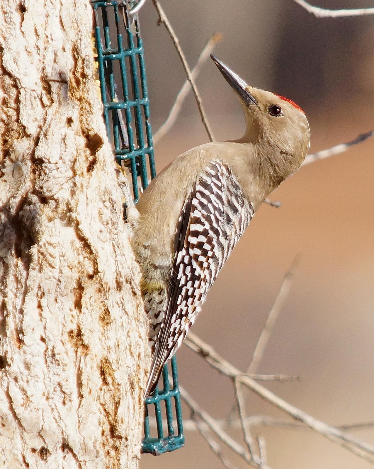 Gila Woodpecker Photo by Gerald Hoekstra