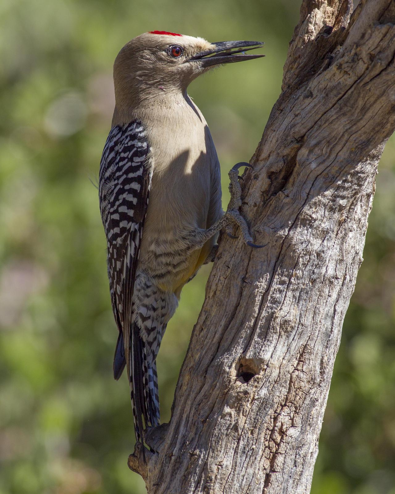 Gila Woodpecker Photo by Jeff Moore