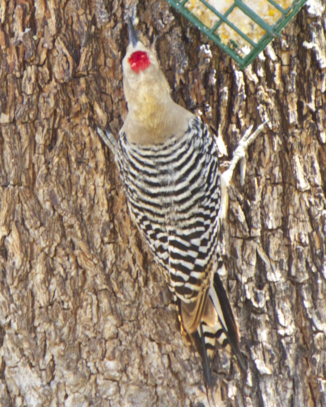 Gila Woodpecker Photo by Mark Baldwin