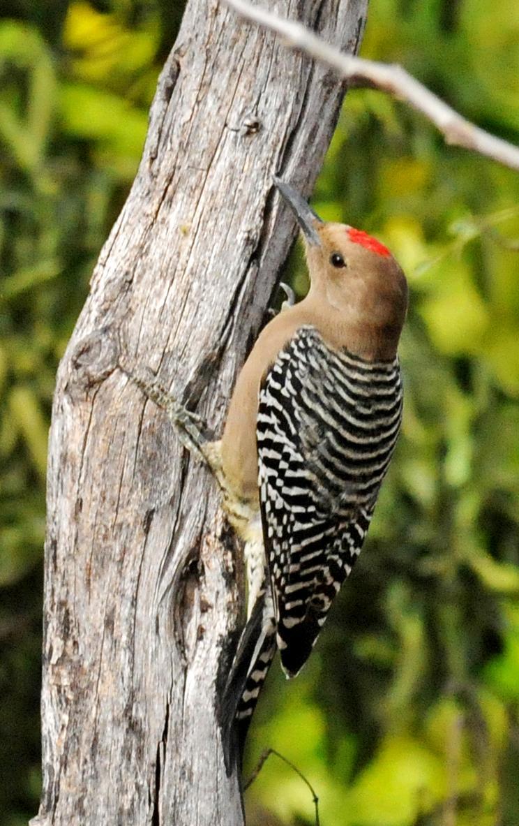 Gila Woodpecker Photo by Steven Mlodinow