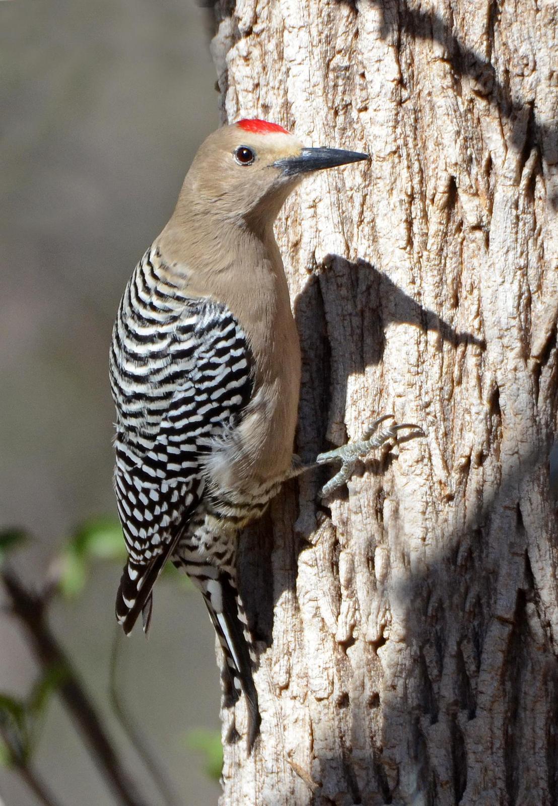 Gila Woodpecker Photo by Steven Mlodinow