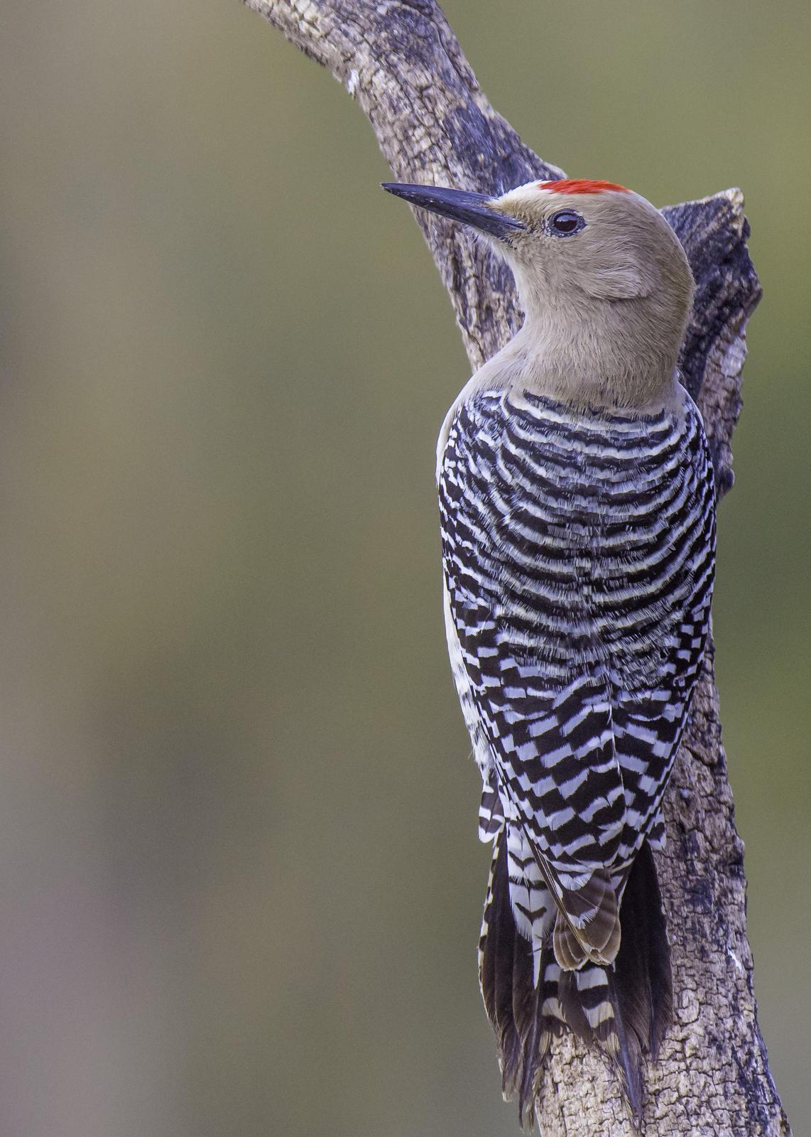 Gila Woodpecker Photo by Mason Rose