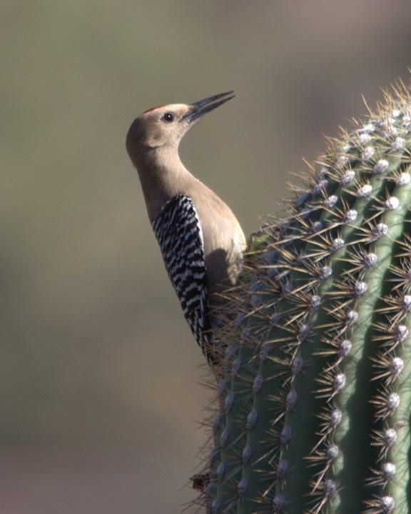 Gila Woodpecker Photo by Mat Gilfedder