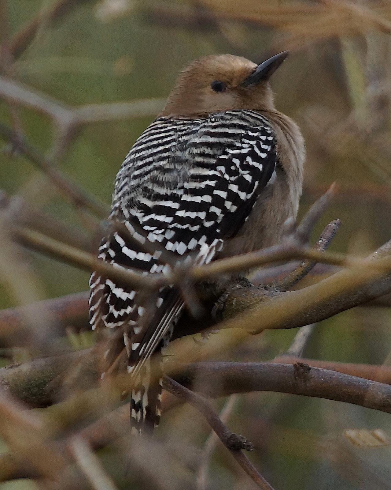 Gila Woodpecker Photo by Gerald Hoekstra