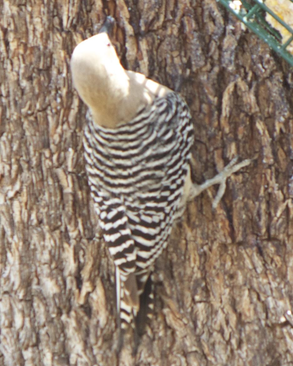 Gila Woodpecker Photo by Mark Baldwin