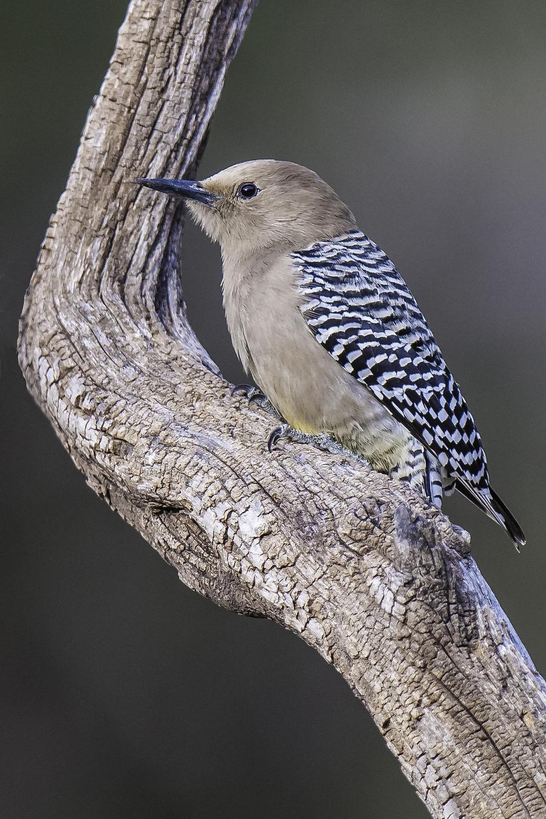 Gila Woodpecker Photo by Mason Rose