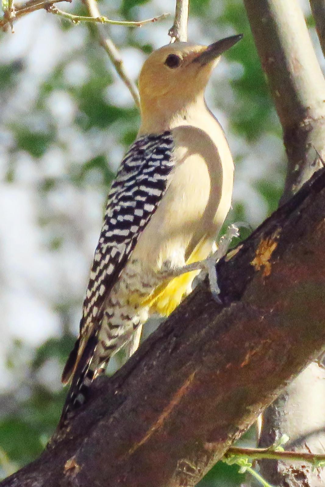 Gila Woodpecker Photo by Bob Neugebauer