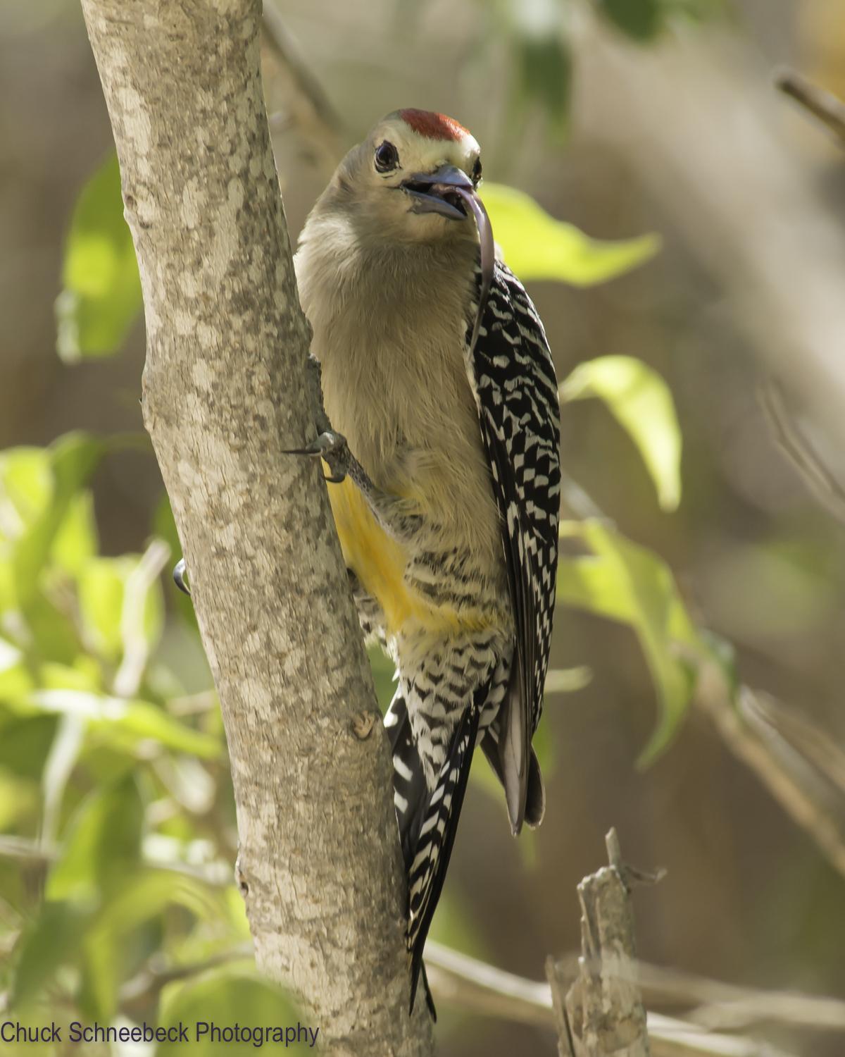 Gila Woodpecker Photo by Chuck  Schneebeck