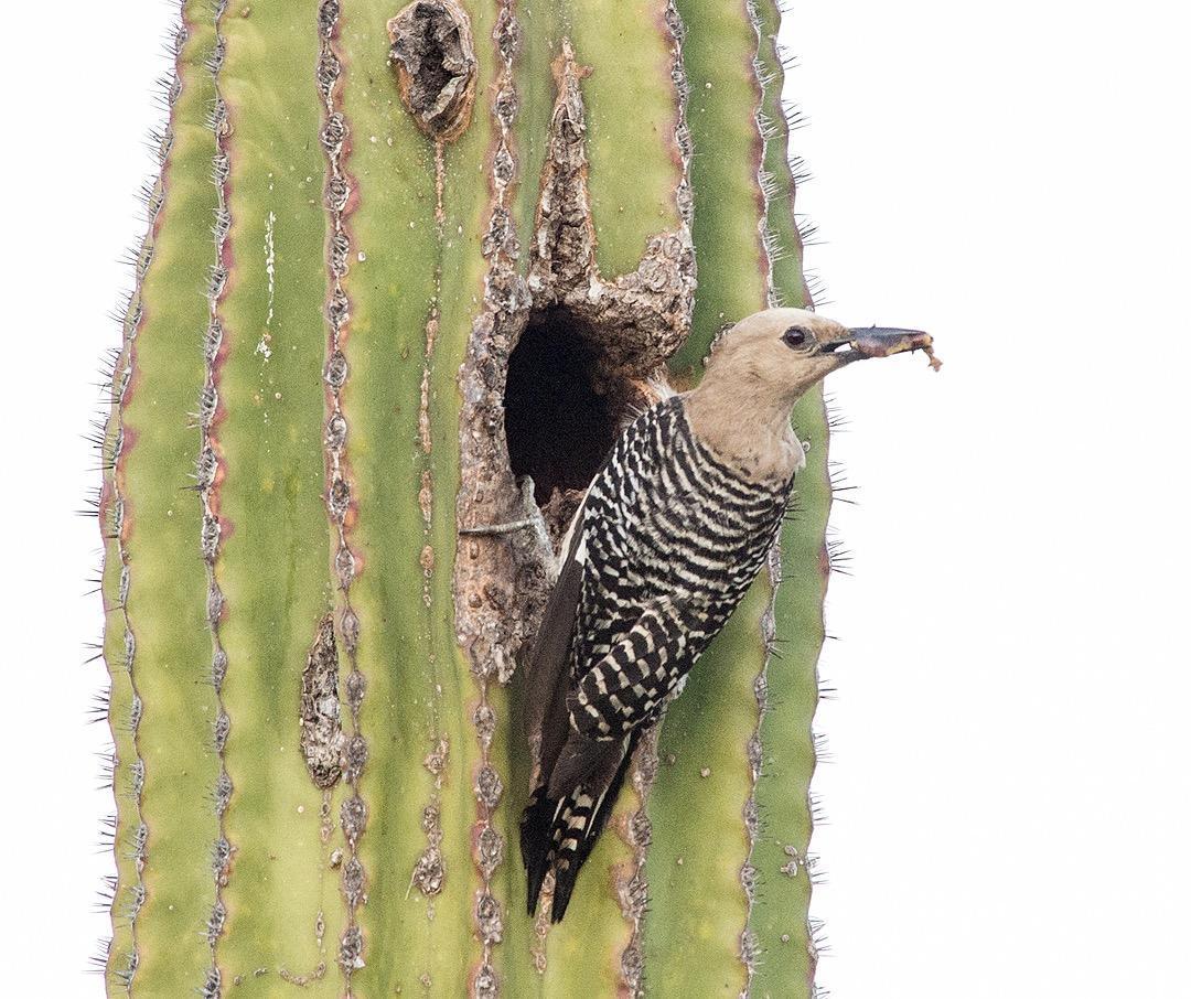 Gila Woodpecker Photo by Pete Myers
