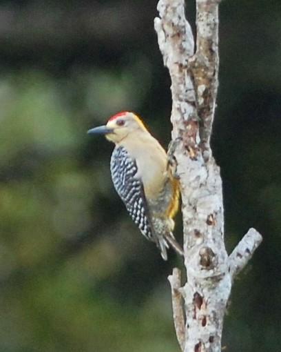 Hoffmann's Woodpecker Photo by David Hollie