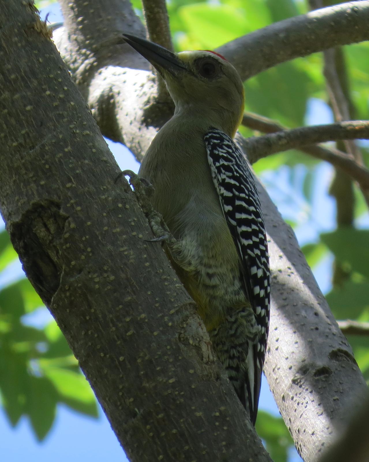 Hoffmann's Woodpecker Photo by John van Dort