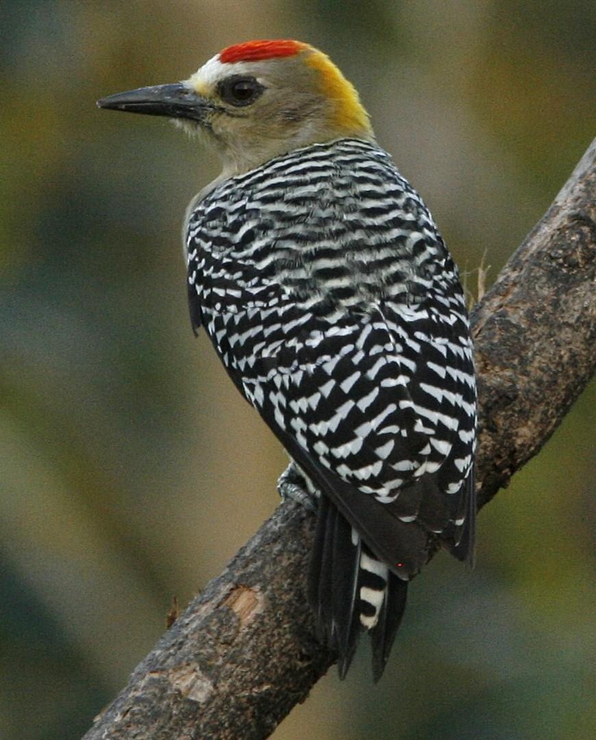 Hoffmann's Woodpecker Photo by Oscar Johnson