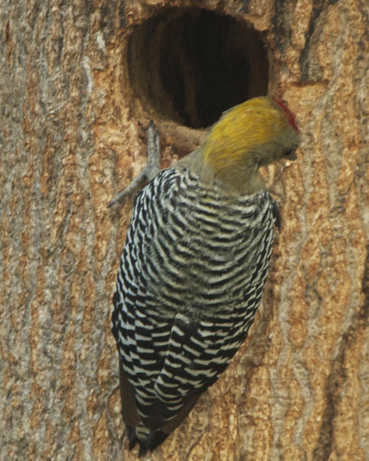 Hoffmann's Woodpecker Photo by Mark Baldwin