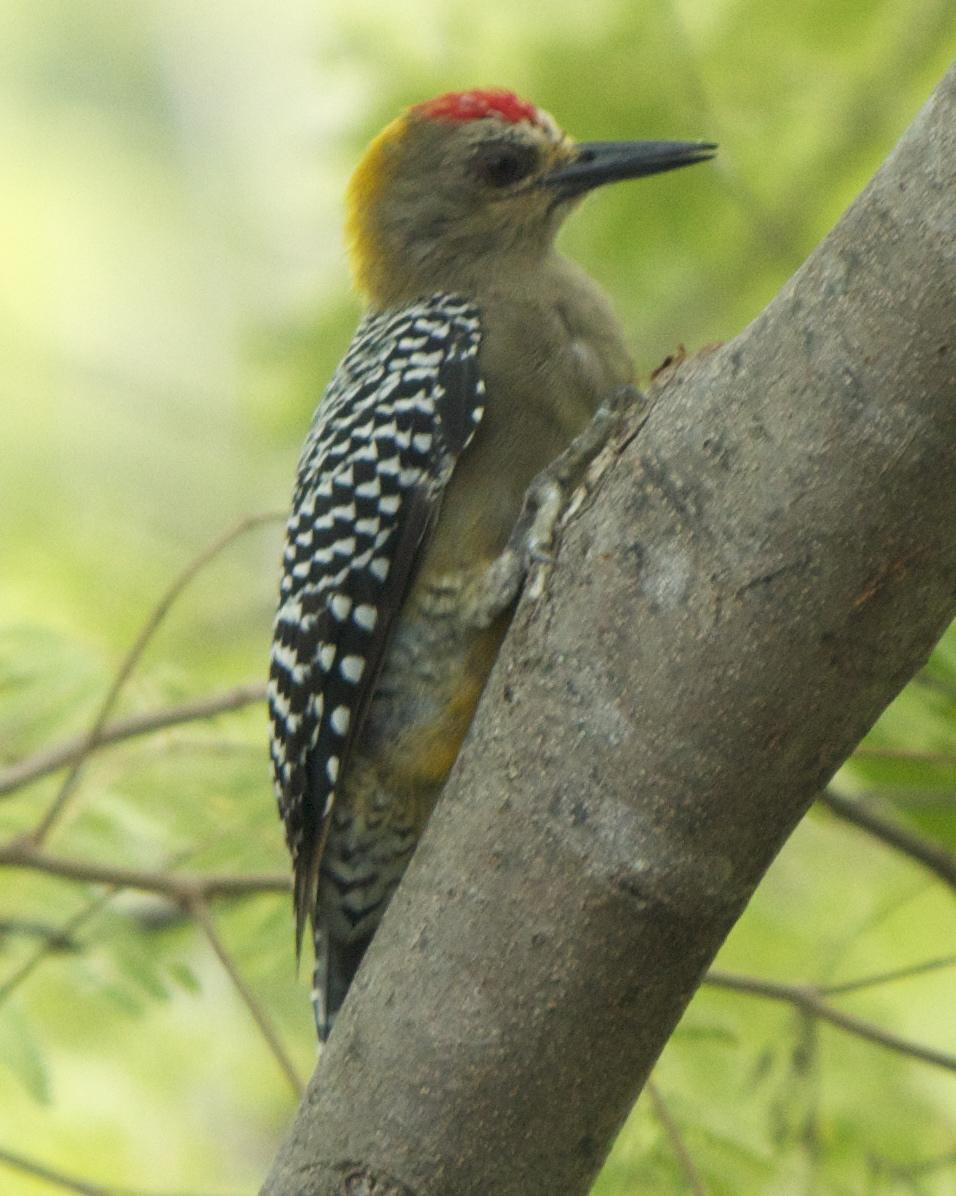 Hoffmann's Woodpecker Photo by Mark Baldwin