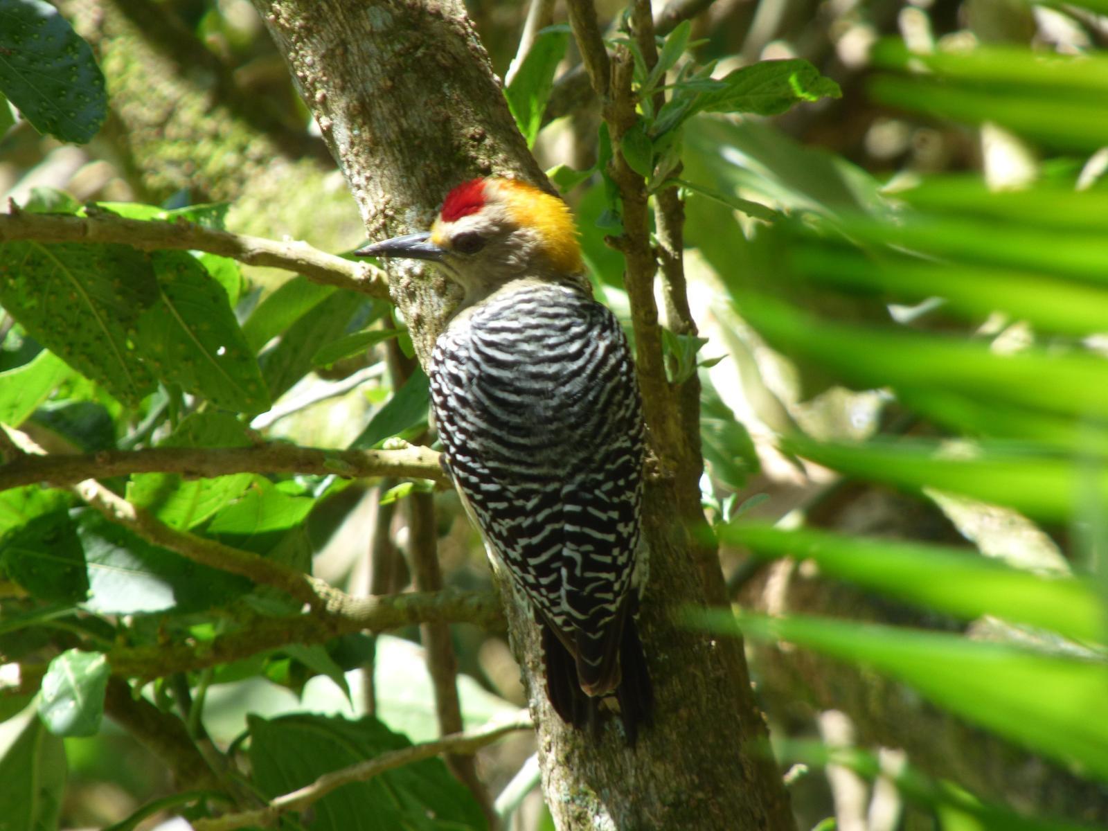 Hoffmann's Woodpecker Photo by Phil Ryan